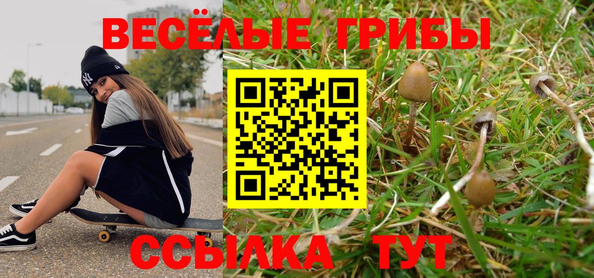 Псилоцибиновые грибы прущие грибы  Вход с VPN  Россия  Галлюциногенные грибы Psilocybine cubensis 