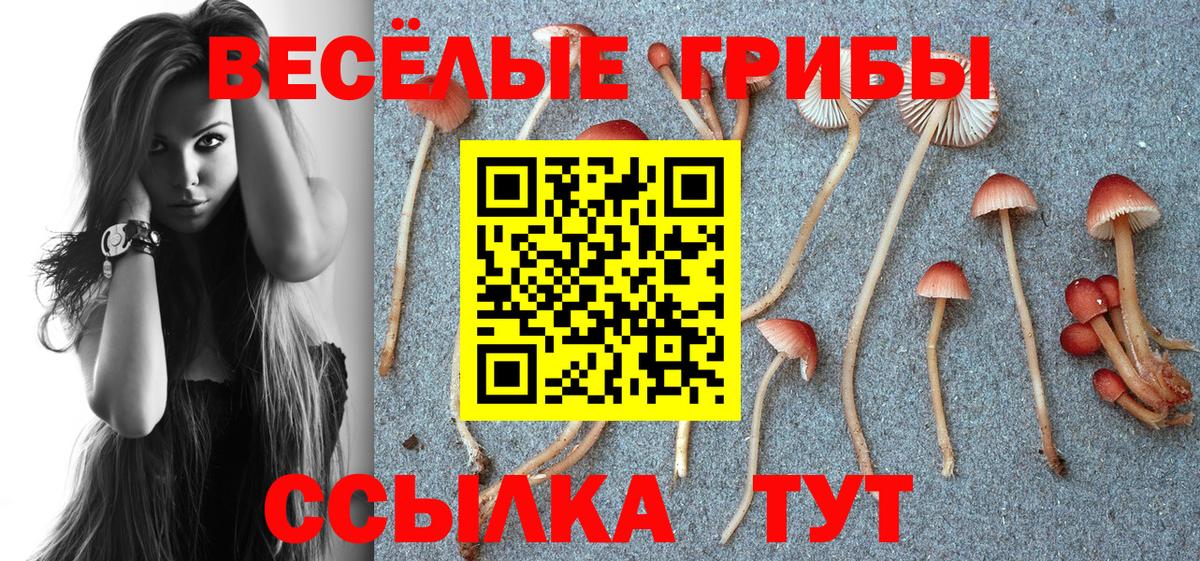 Галлюциногенные грибы Cubensis Россия